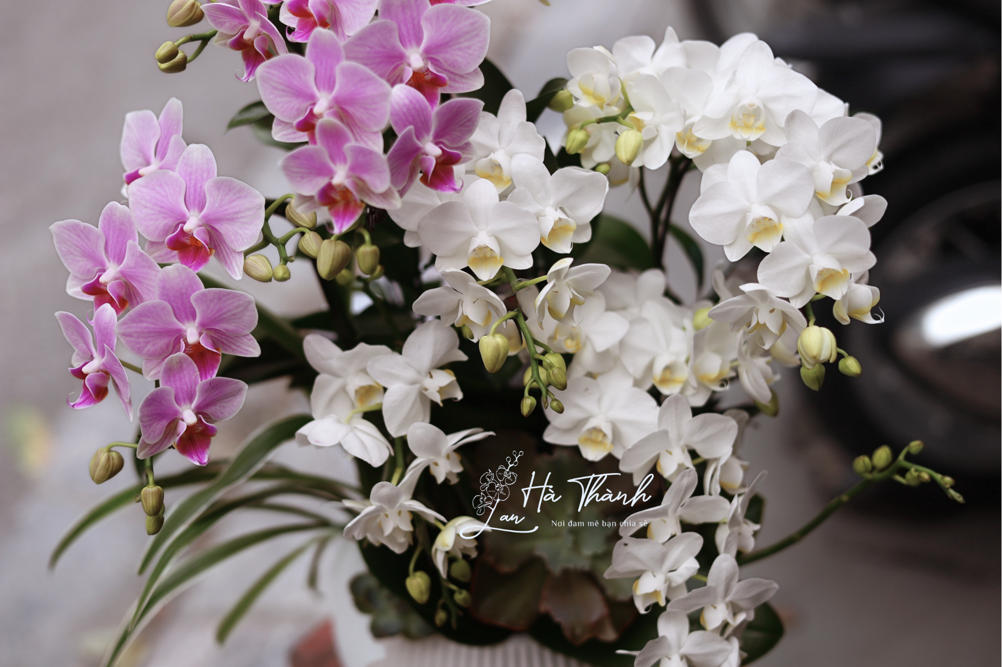 Chậu lan hồ điệp hồng trắng cao cấp để bàn Lan Hà Thành